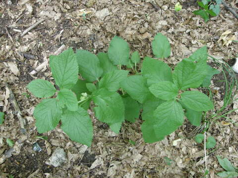 Plancia ëd Melittis melissophyllum subsp. carpatica (Klokov) P. W. Ball