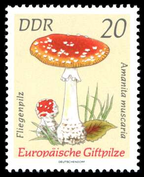 Image of Fly agaric