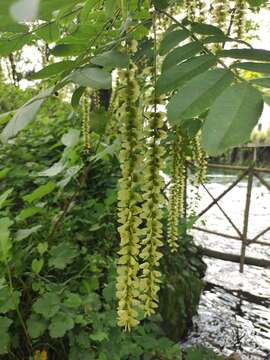 Слика од Pterocarya stenoptera C. DC.