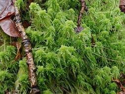 Imagem de Sphagnum quinquefarium Warnstorf 1886