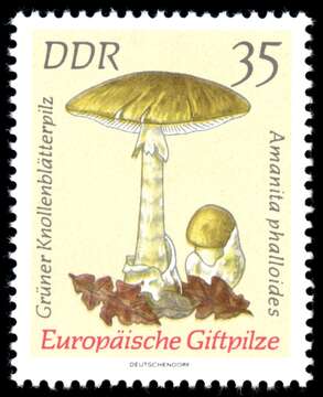 Image of Death cap