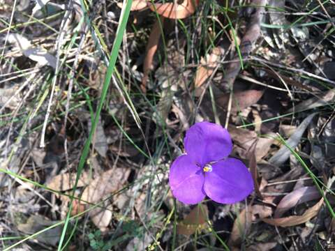 Image of Patersonia sericea var. longifolia (R. Br.) C. Moore & Betche