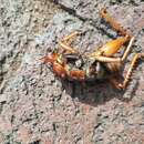 Image of Parktown prawn