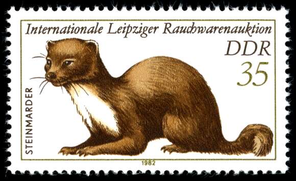 Image of Beech Marten