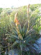 Plancia ëd Aloe glauca Mill.