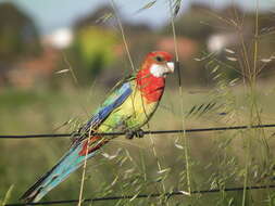 Image of Eastern Rosella