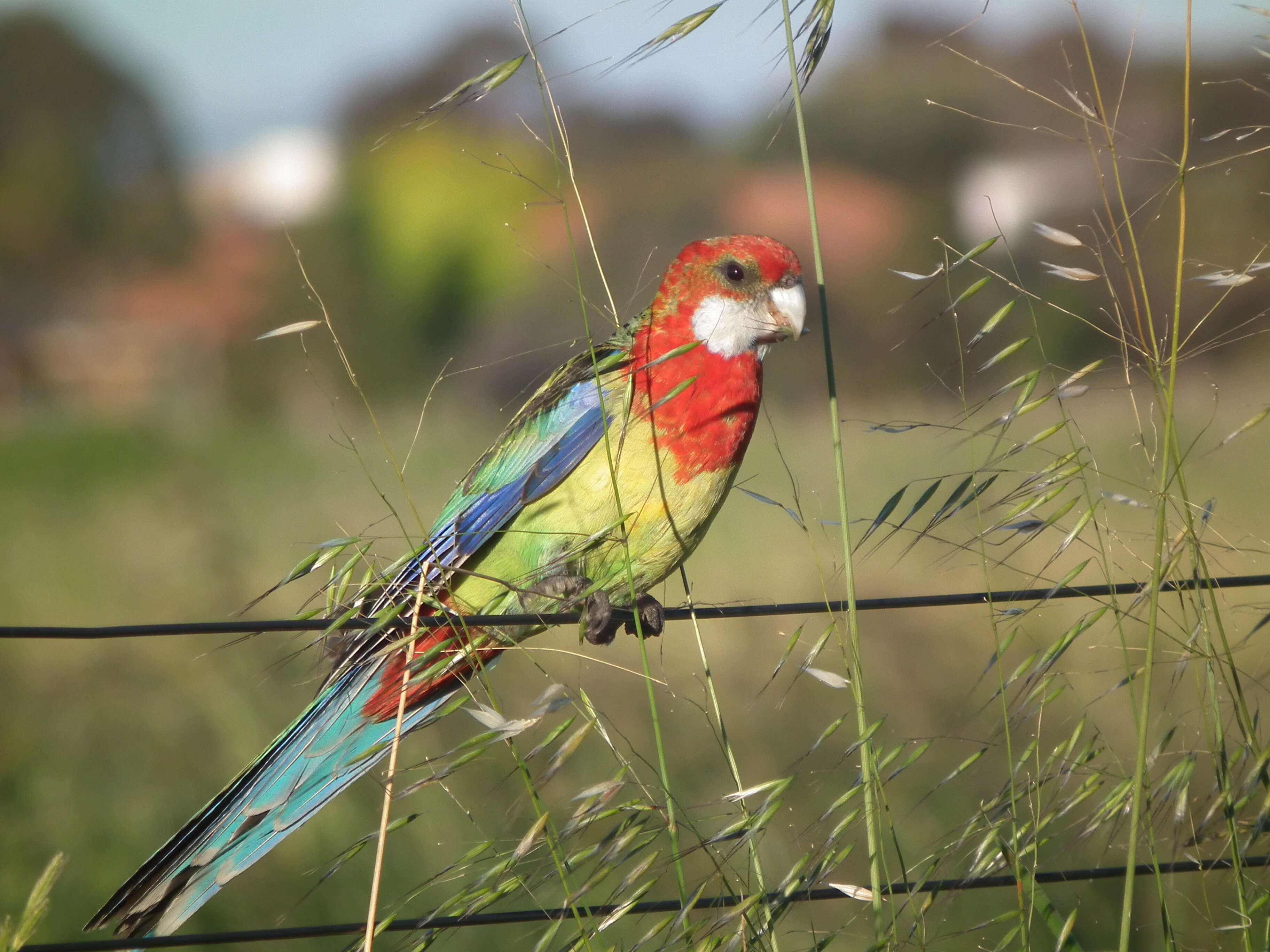 Image of Eastern Rosella