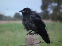 Image of Little Raven