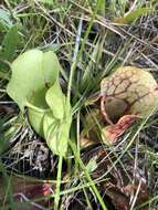 Image of Rosy Pitcherplant