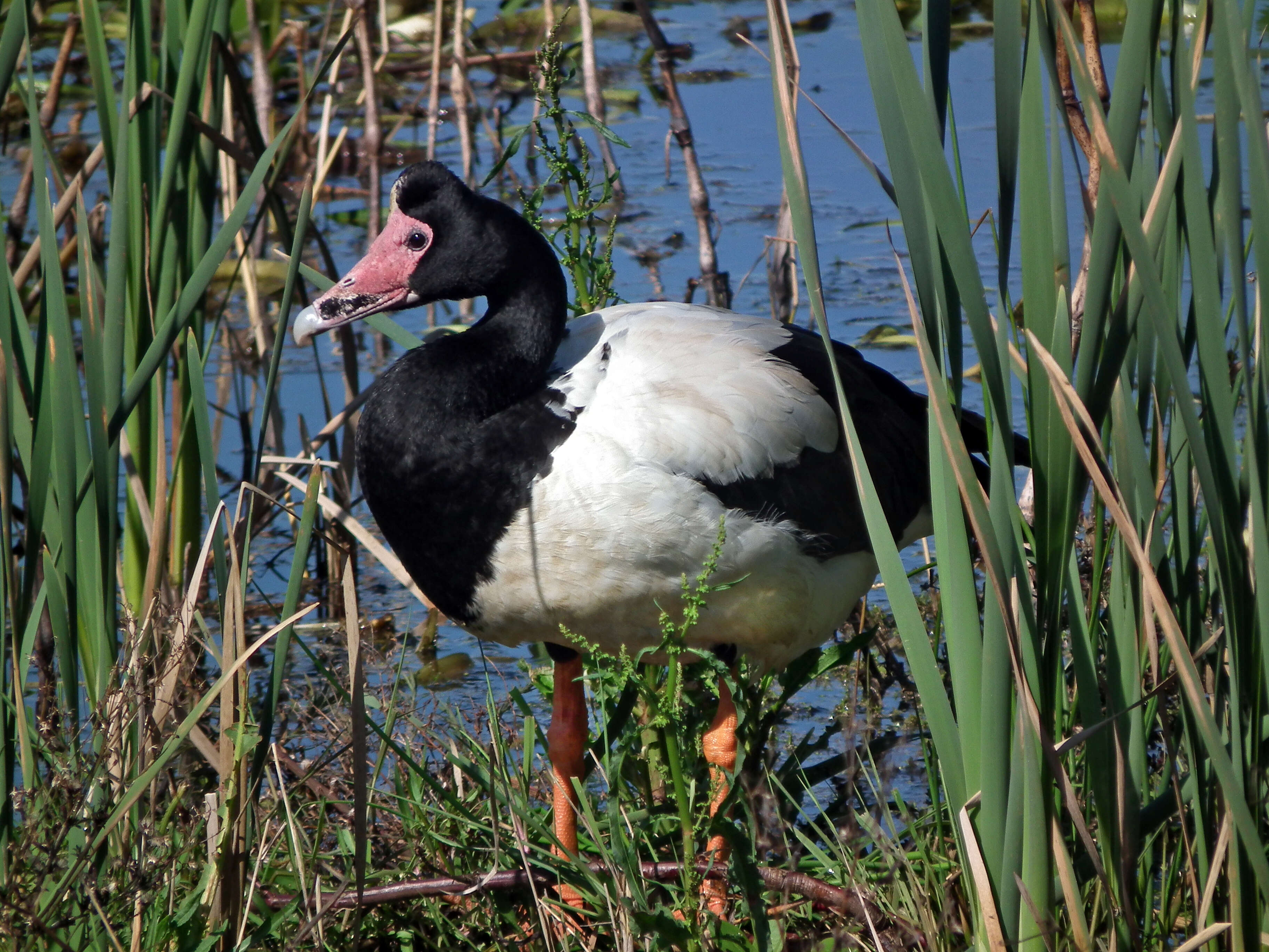 Image of magpie-goose