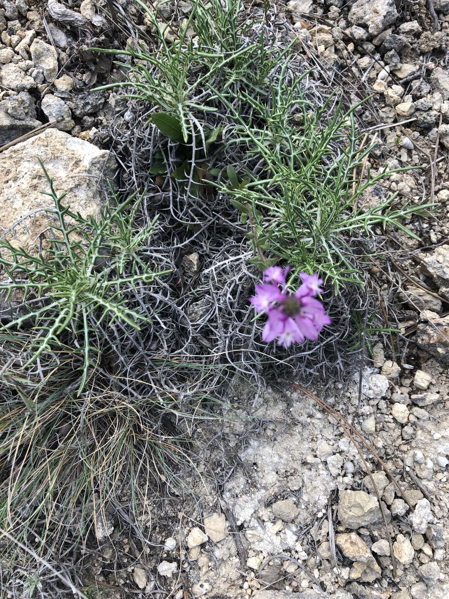 Image de Ptilostemon echinocephalus (Willd.) Greuter