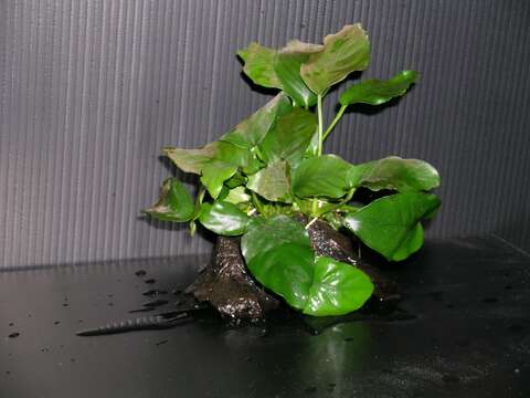 Image of Anubias barteri Schott