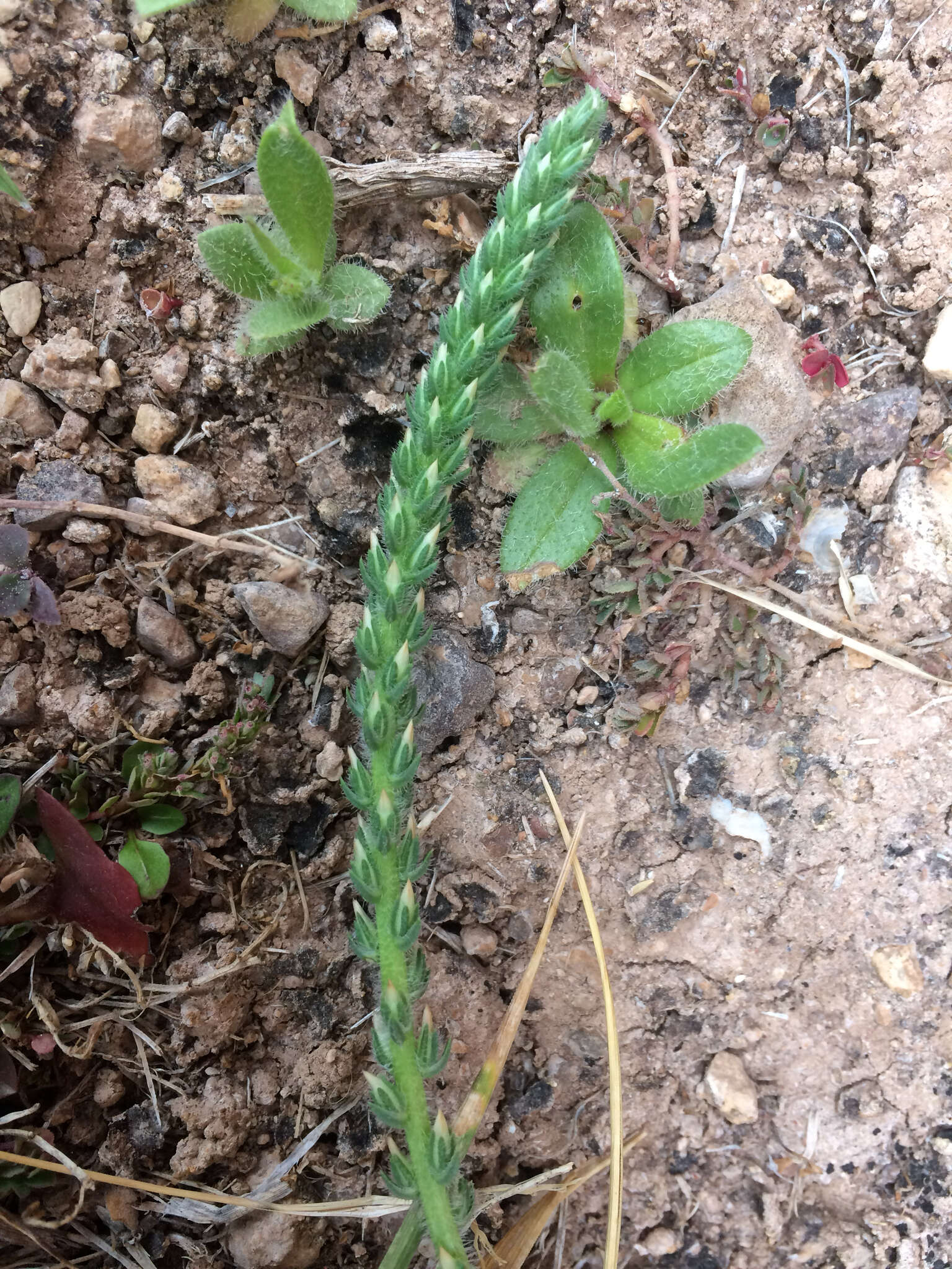 Plantago rhodosperma Decne.的圖片