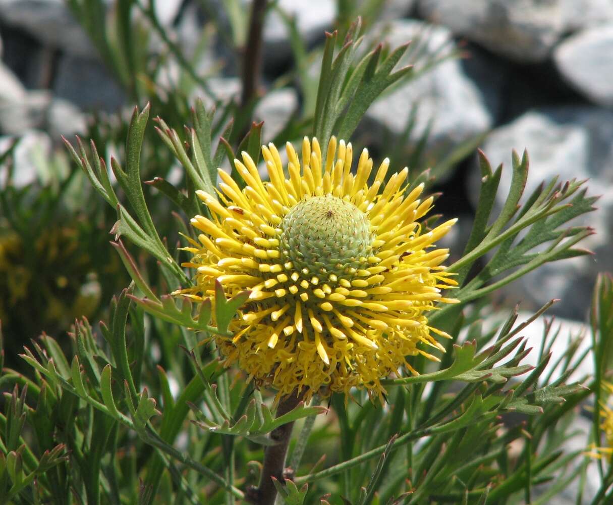 Image of Isopogon anemonifolius (Salisb.) Knight