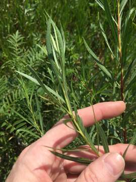 Image of Sandbar Willow