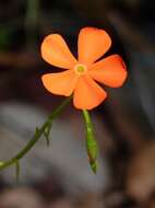 Tricliceras longepedunculatum (Mast.) R. B. Fernandes resmi