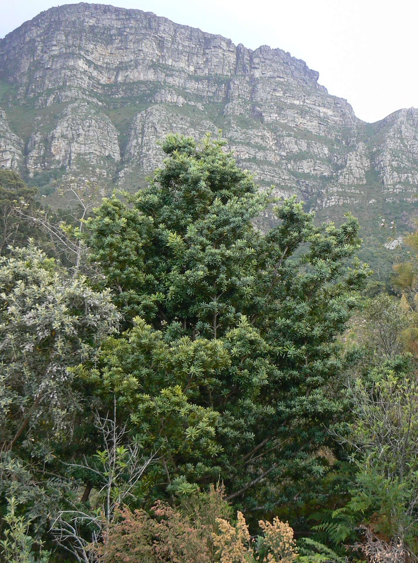 Image of Broad-leaved Yellowwood