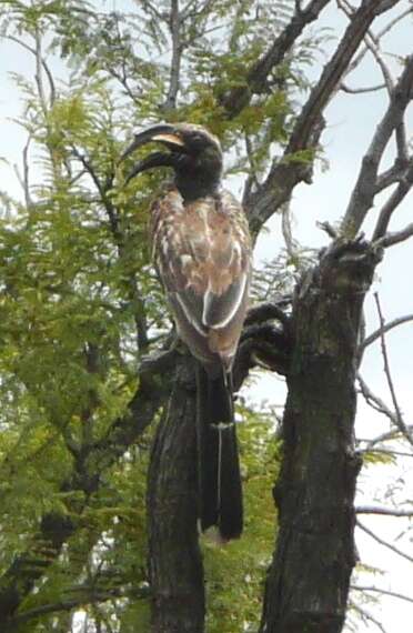 Image of African Grey Hornbill