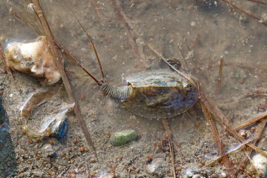 Image of Tadpole shrimp