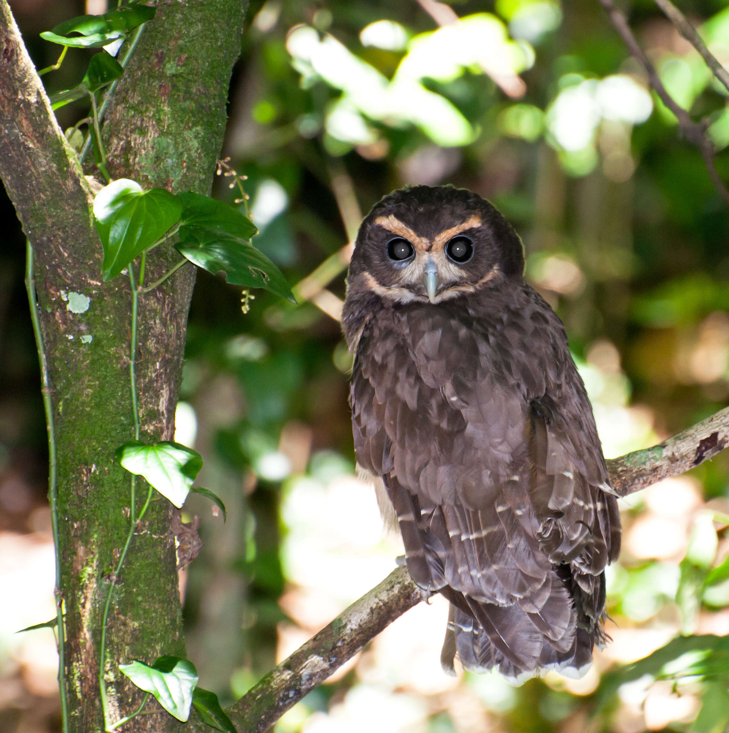 Image of Tawny-browed Owl