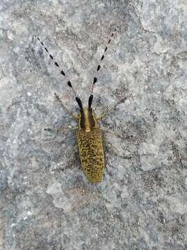 Image of Agapanthia (Epoptes) sicula Ganglbauer 1884