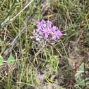 Image of wideleaf pinelandcress