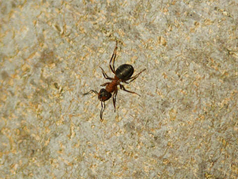 Image of Narrow headed ant