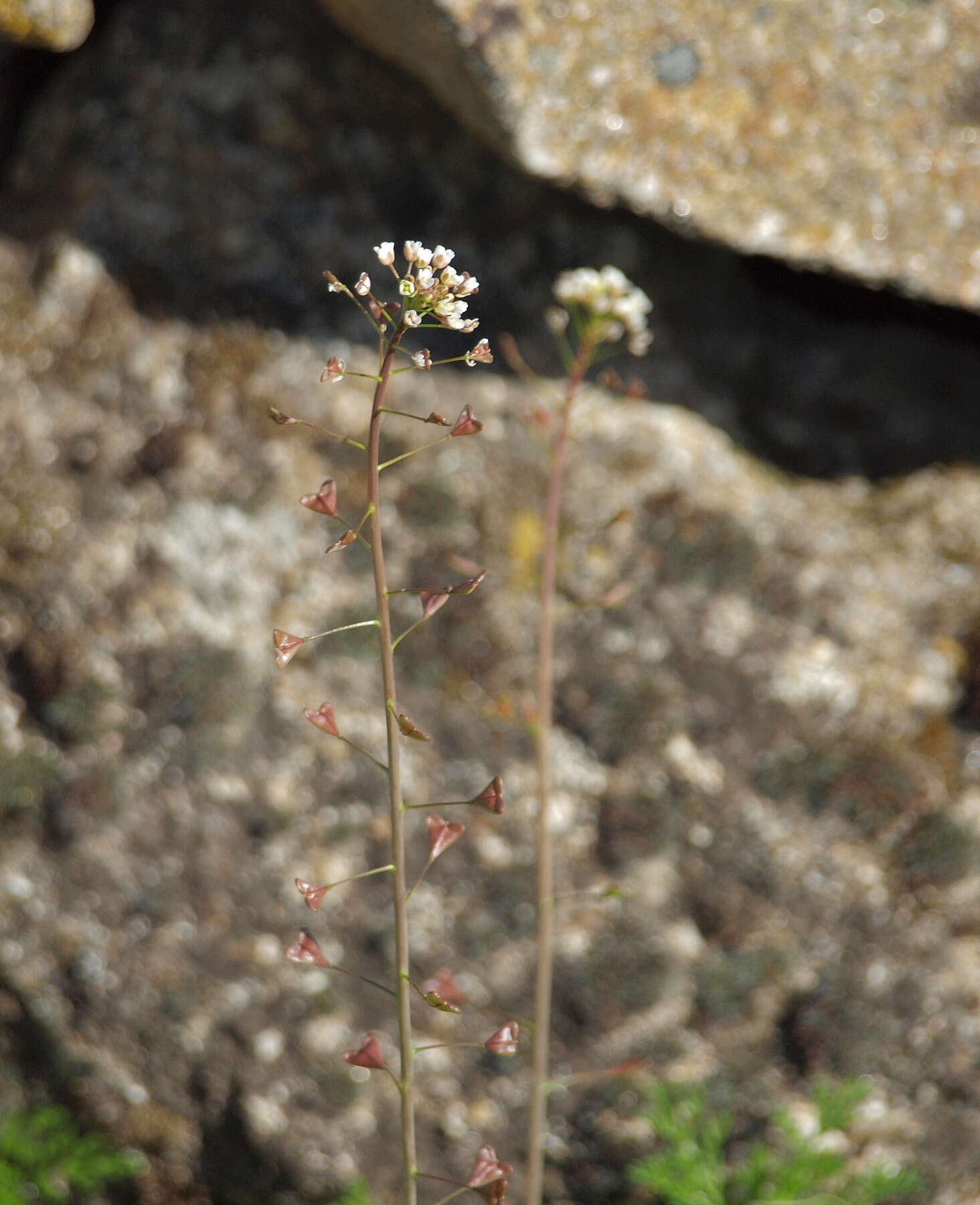 Image of shepherd's purse