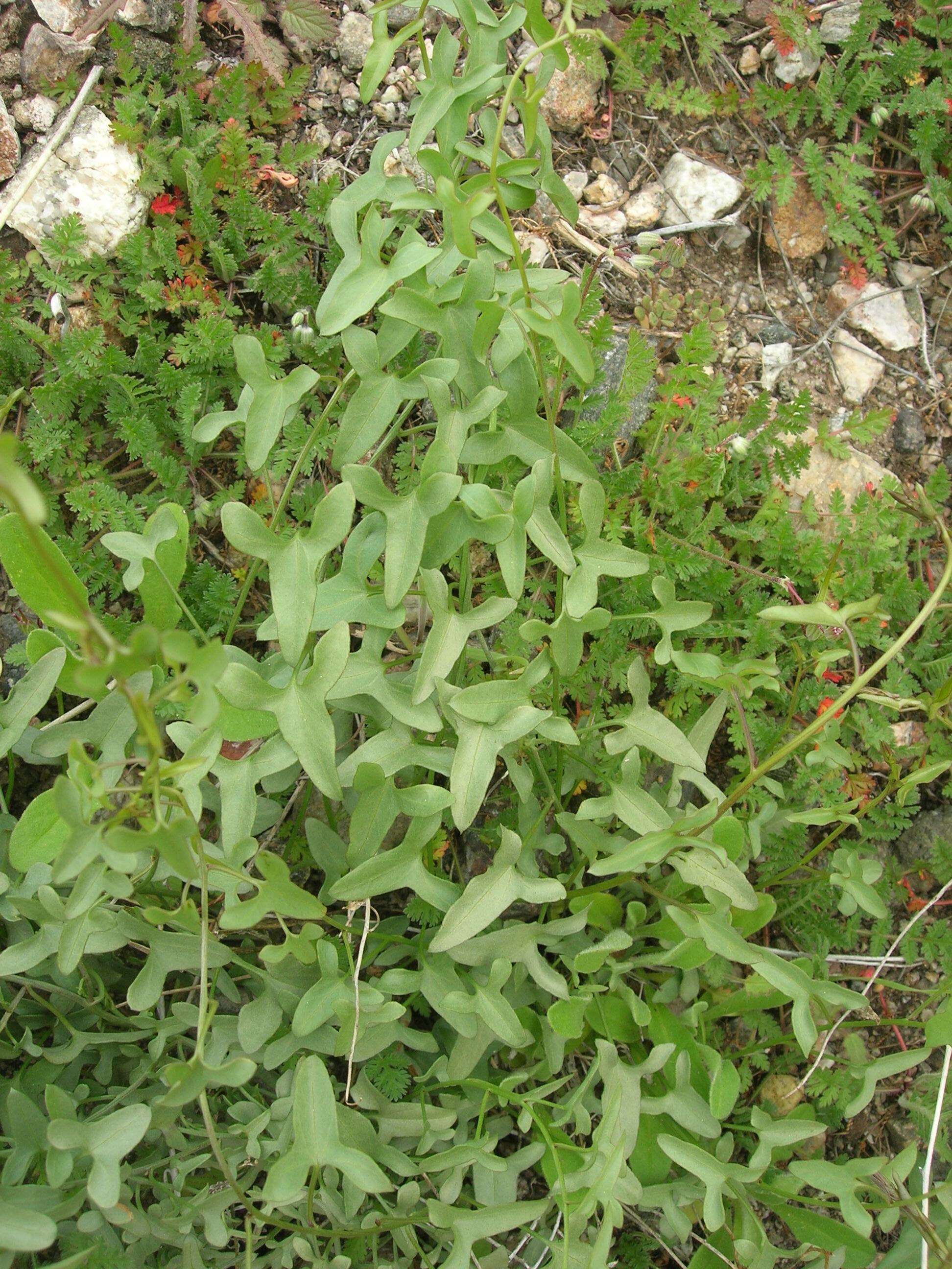 Image of Peirson's false bindweed