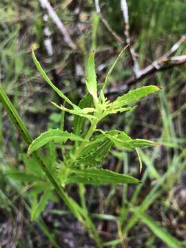 Oenothera filipes (Spach) W. L. Wagner & Hoch resmi