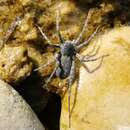 Pardosa wagleri (Hahn 1822) resmi