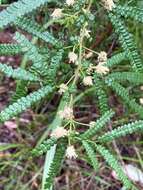 Image de Acacia pentadenia Lindl.