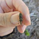 Image of Euphorbia Bug