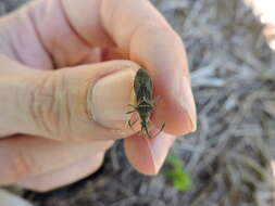 Image of Euphorbia Bug