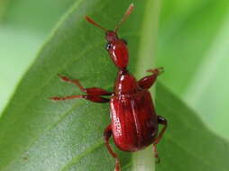 Image of Leptapoderus rubidus Legalov 2003