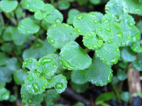 Plancia ëd Chrysosplenium glechomifolium Nutt. ex Torr. & Gray