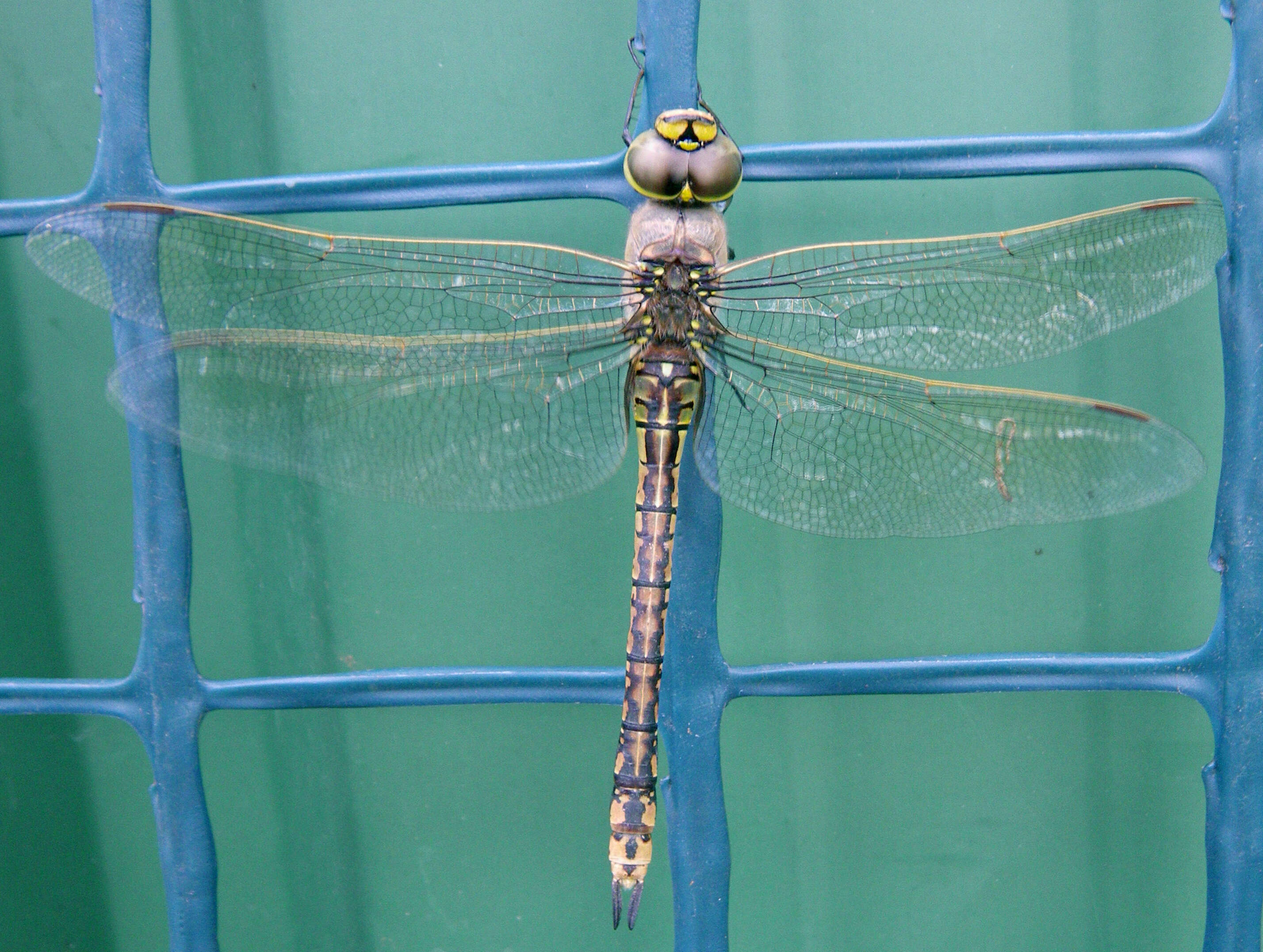 Image of Hemianax papuensis