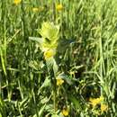 Rhinanthus alectorolophus (Scop.) Pollich resmi