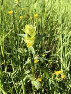 Image of European yellow rattle