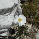 Image of Achillea oxyloba (DC.) Sch. Bip.