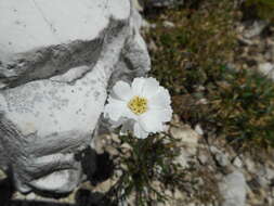 Слика од Achillea oxyloba (DC.) Sch. Bip.