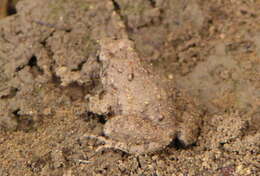 Image of Natal Dwarf Puddle Frog