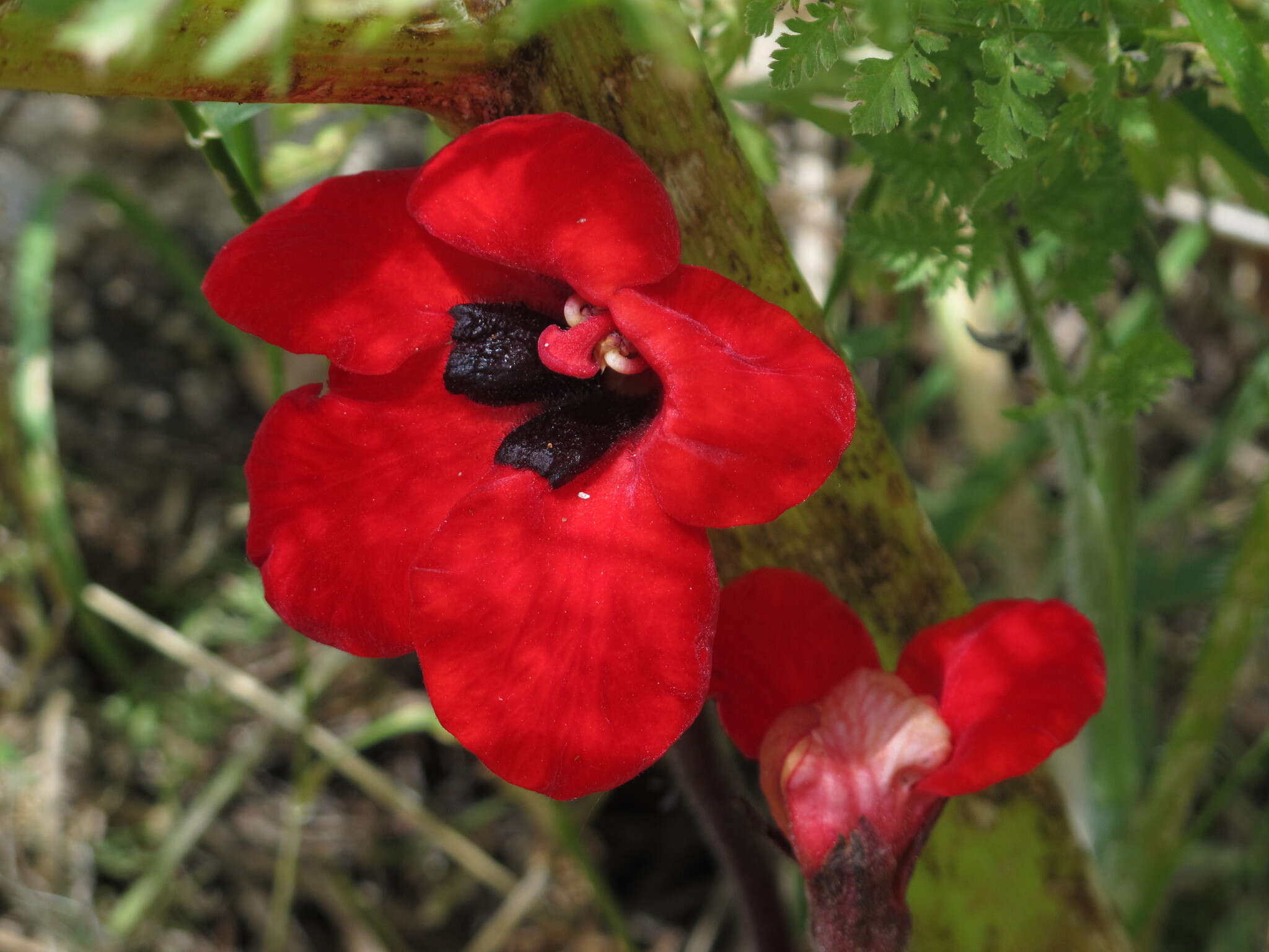 Image de <i>Phelypaea coccinea</i>