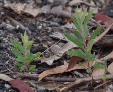 Image of Acacia purpureapetala