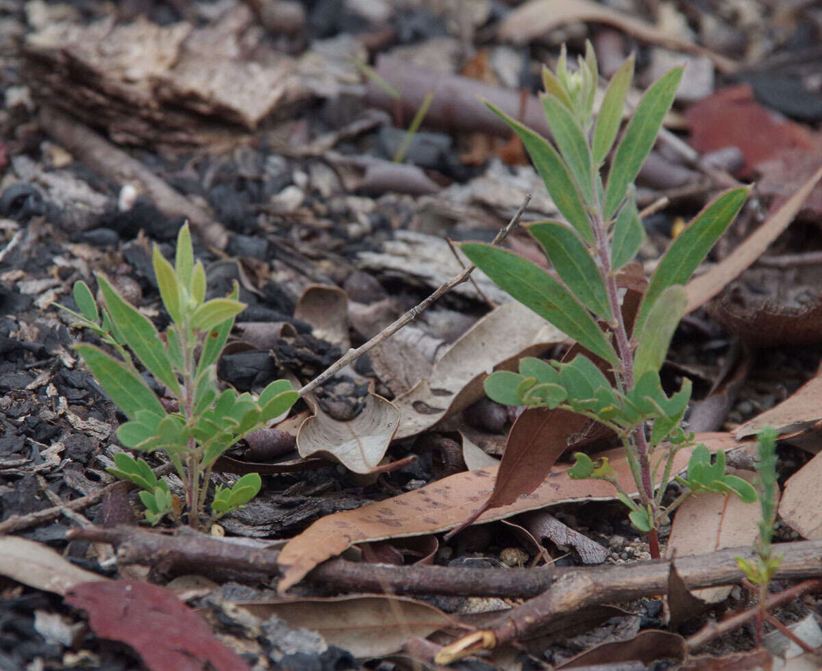 Image de Acacia purpureapetala