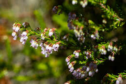 Image of Erica curvirostris var. curvirostris