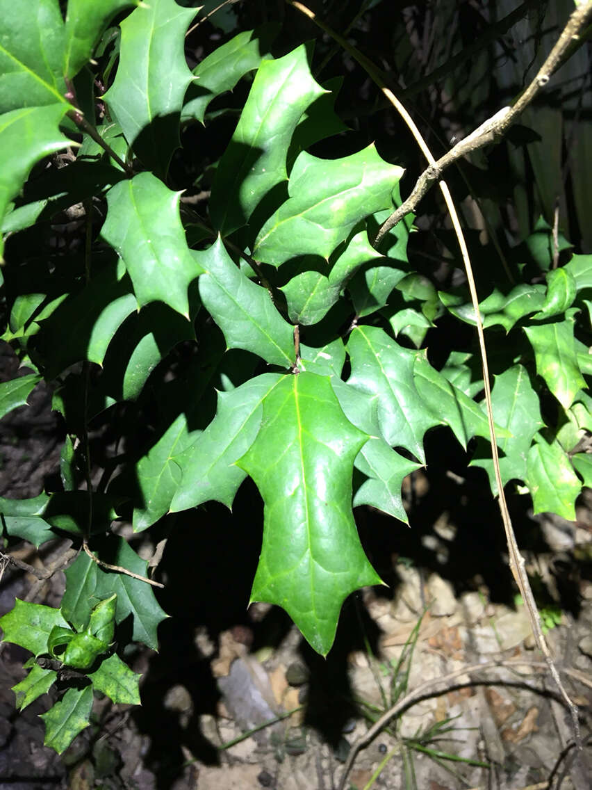 Imagem de Ilex cornuta Lindl. & Paxton