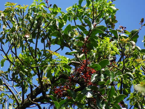 Image of Taxillus liquidambaricola (Hayata) Hosok.