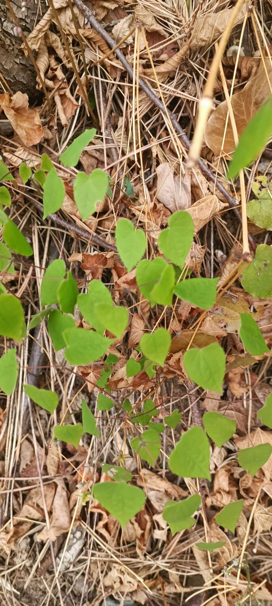 Image of Epimedium alpinum L.