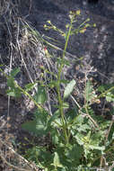 Image of desert figwort